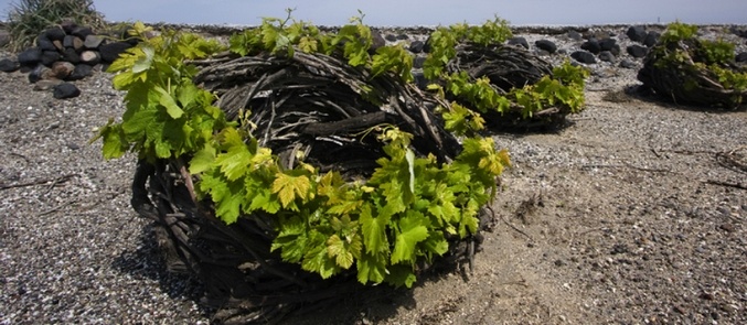 Διακρίσεις στον 13ο Διεθνή Διαγωνισμό Οίνου για τα κρασιά της Σαντορίνης